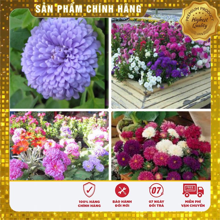 Hạt giống hoa Cúc Đài Loan lùn Mix nhiều màu (50 Hạt)