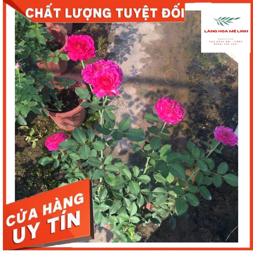 Hoa hồng Bụi Ramukan rose Nhật🍃🍃Ấn tượng bởi màu hồng tím 🍃🍃 - Có hương thơm vừa phải - sai hoa.