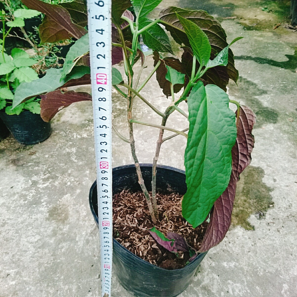 Cây Hoa Pháo Bông - hoa thiên phúc - cây cảnh đẹp