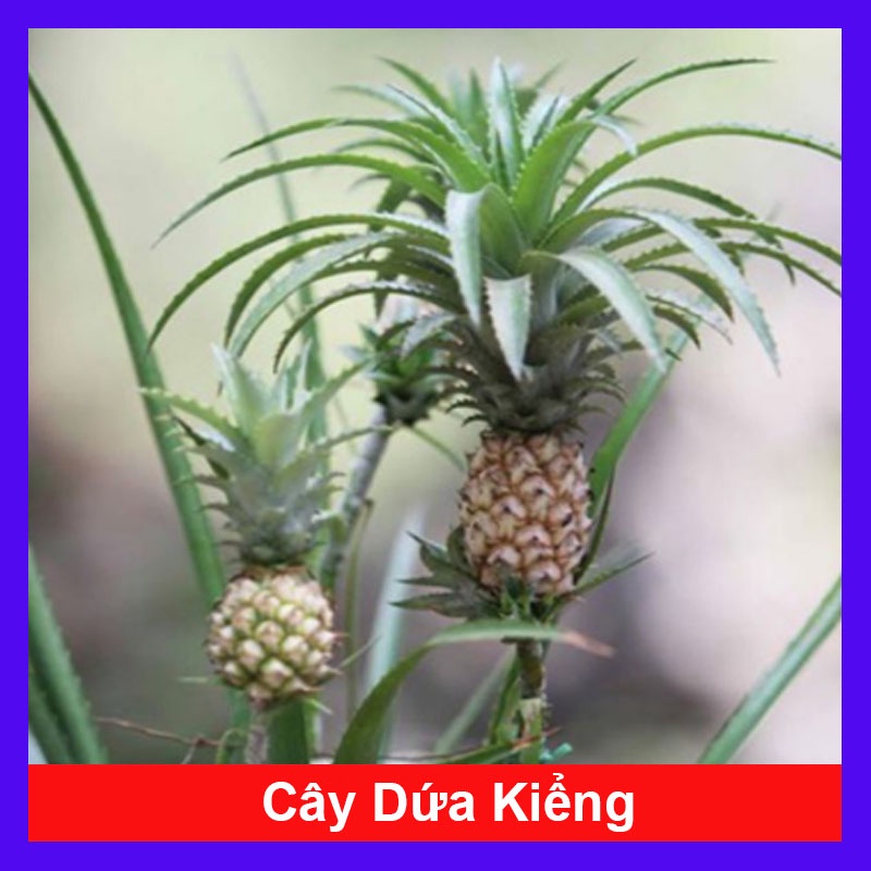 Cây dứa kiểng - cây thơm baby - caykiengsadec