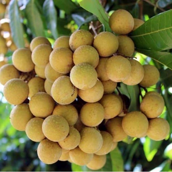 Nhãn Xuồng quả to ngon ngọt Bao ăn từng trái