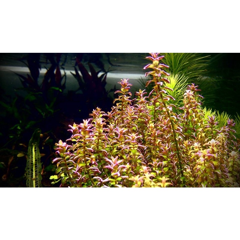 ROTOLA PEARL 15 NGỌN