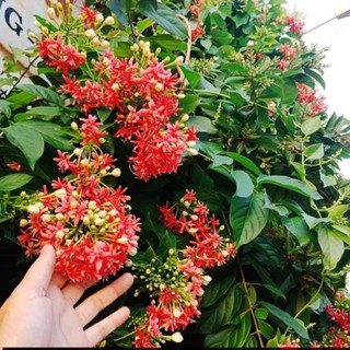 Cây sư tử quân - cây giống nhập khẩu