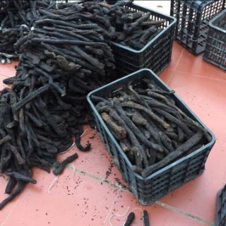 500gr Nhục thục dung ( dược liệu ngâm rượu )