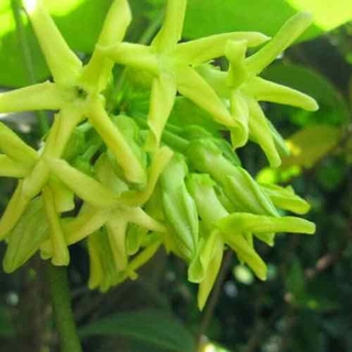 Dây thiên lý (bông lý, lý dạ hương) siêu bông