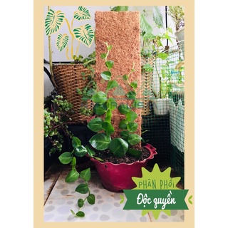 Trụ Xơ Dừa Chữ Nhật trồng Monstera Dubia cây thằn lằn, tắc kè Thái leo tường Naturalism