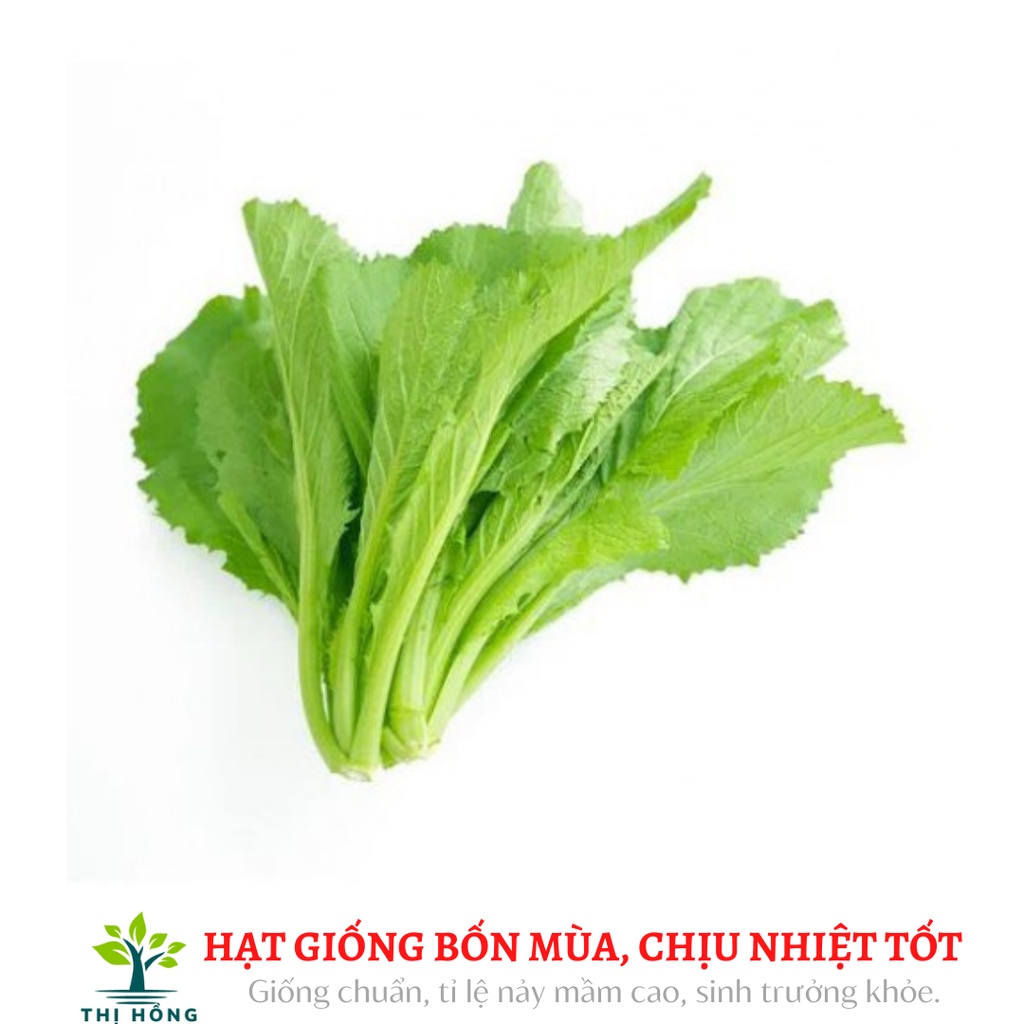 Hạt giống cải bẹ xanh mỡ 20g (lá to,vị ngọt, có mùi thơm)