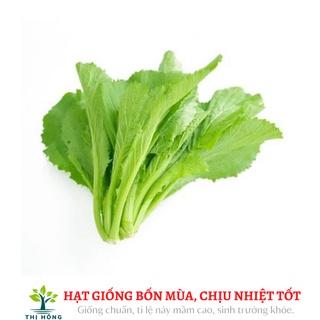 Hạt giống cải bẹ xanh mỡ 20g