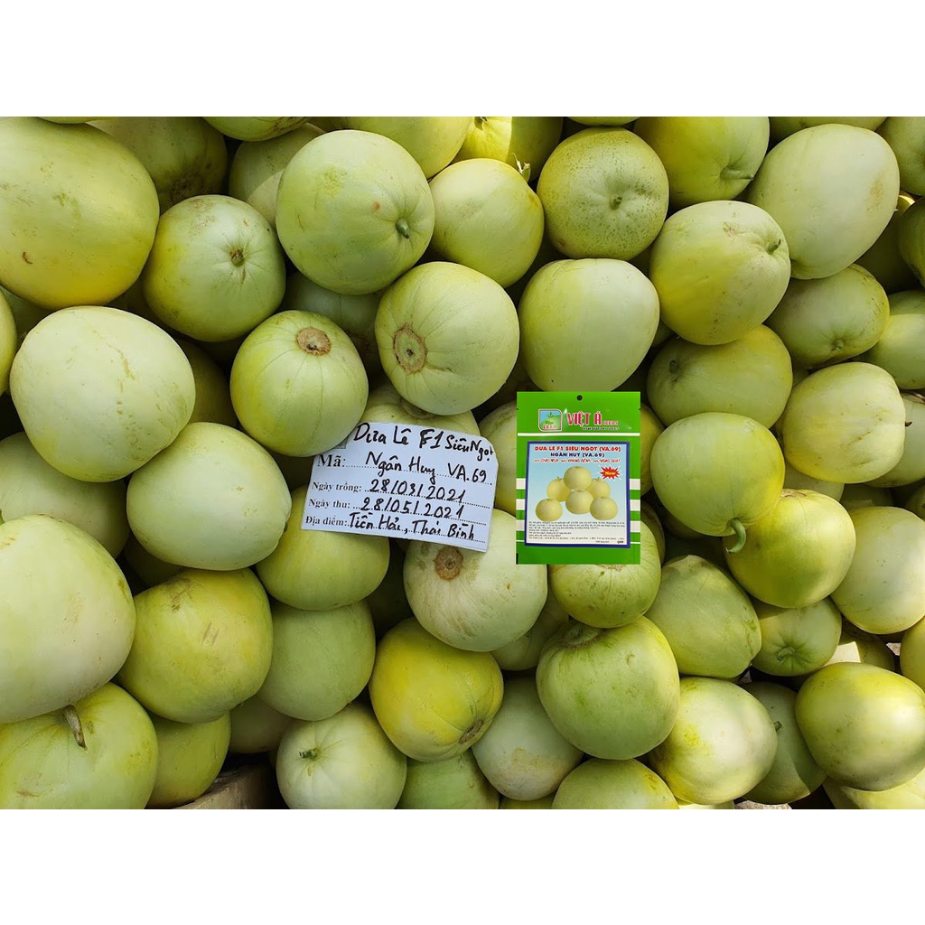 Hạt giống Dưa lê F1 Siêu Ngọt  5gram