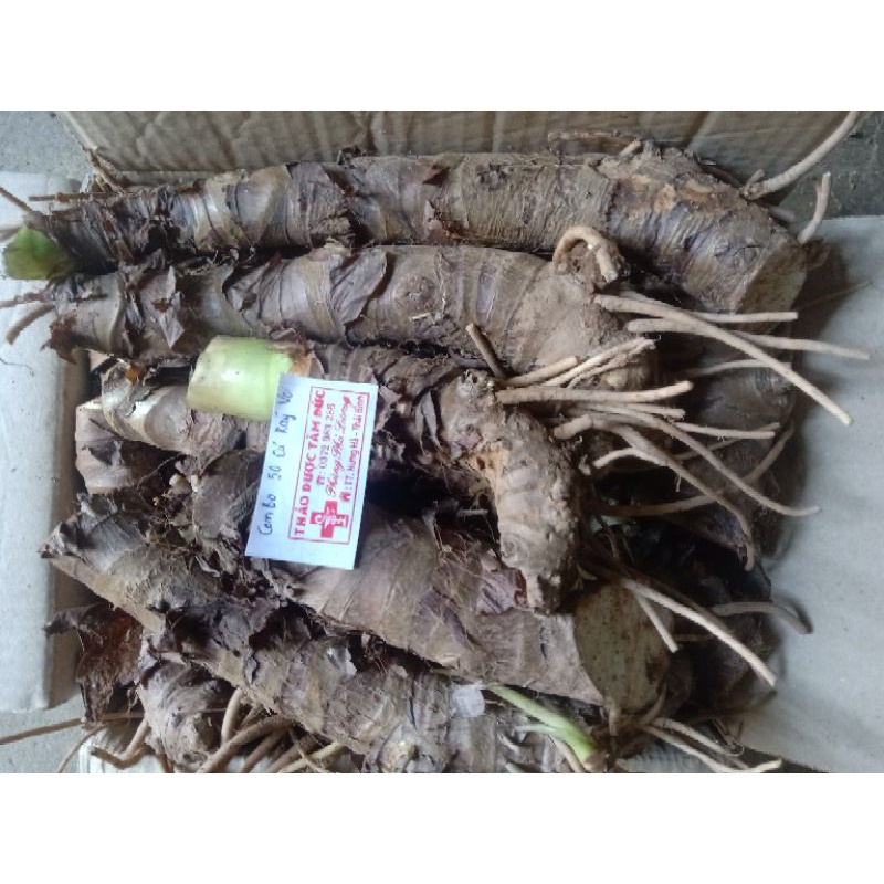 Cây ráy voi siêu rẻ mua 20 tặng 10