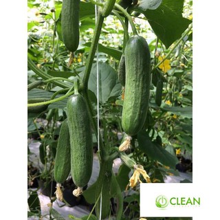 Hạt Giống Dưa Chuột Chùm Baby 20 Hạt Siêu Trái