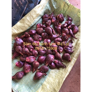 Sâm Đại hành Đà Lạt