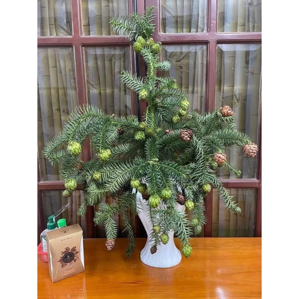 Cành thông noel sai quả  - Một bó cành thông