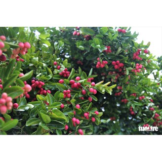 bầu Cây si rô giống(vừa làm nước giải khát rất ngon và rất tốt cho sức khỏe)