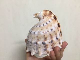 Vỏ ốc kim khối vàng