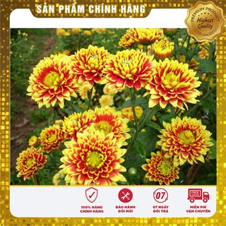 Hạt Giống Hoa Cúc Sao Mai - 50 hạt