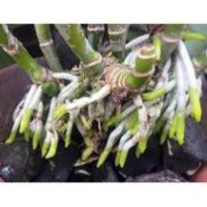 TÚI BỌC TRÁI CÂY BƠ, ỔI, XOÀI SÉT 100 TÚI CÓ DÂY RÚT 18x20CM