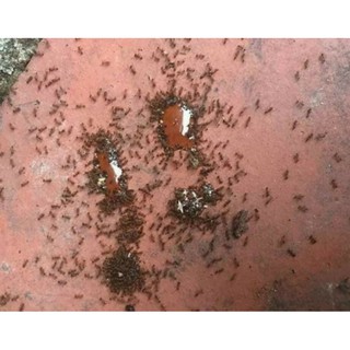  THUỐC DIỆT KIẾN, DÁN TỪ MẬT MÍA