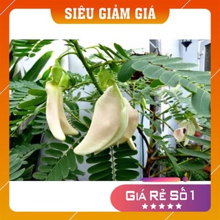 Gói 200g hạt giống cây so đũa - hạt giống cỏ chăn nuôi dê, bò, ngựa, trâu, cá