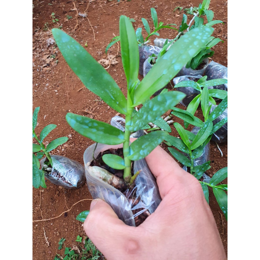 combo 10 loại phi điệp độc lạ