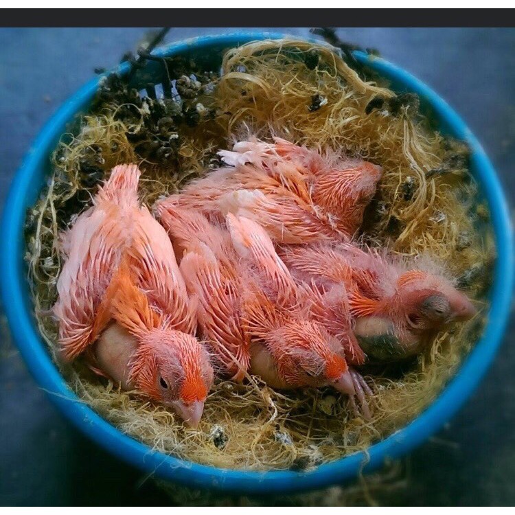 500g xảm tre bào lót tổ cho chim yến hót, finch, manh manh, 7 màu