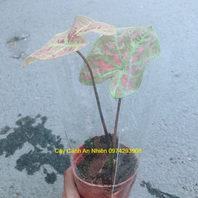 Cây Môn Kiểng