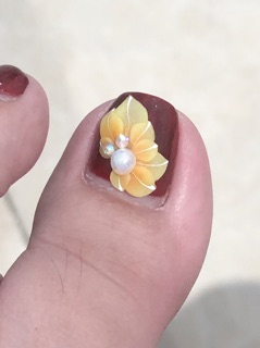 Hoa bột chân - cúc vẽ