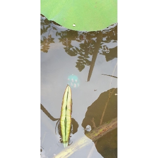 mồi câu lure 2 thìa
