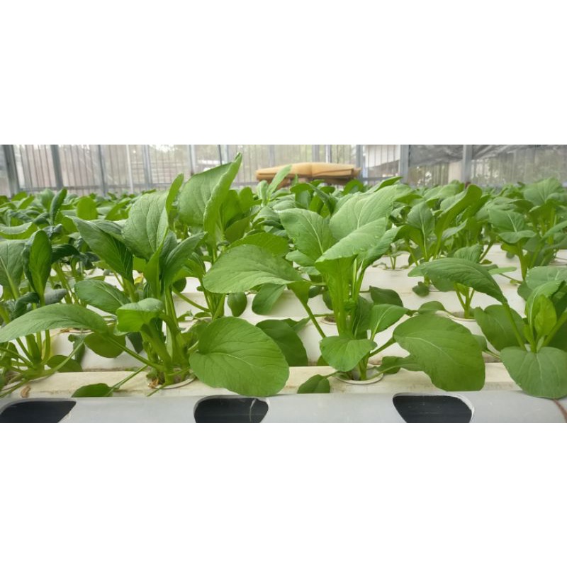 Dinh dưỡng thủy canh cho rau ăn lá Hydrolindo  cho rau ăn lá  trọng lượng 3kg pha được 1800 lít nước trồng
