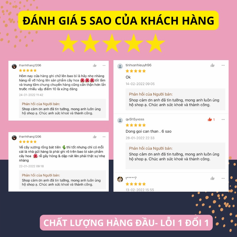 Cây xương rồng bát tiên hoa đỏ cao 50 cm