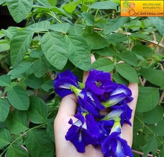 Hạt giống Hoa Đậu Biếc RADO cao cấp, leo giàn cực đẹp