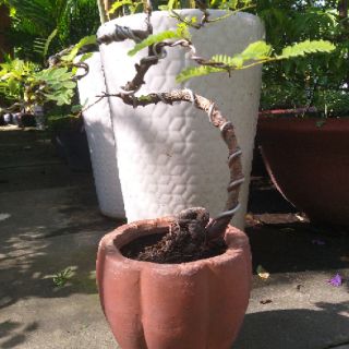 Cây me Thái Bonsai