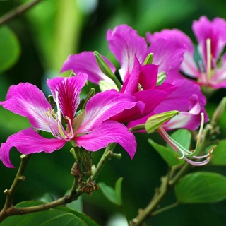 10 Hạt giống cây hoa ban tím