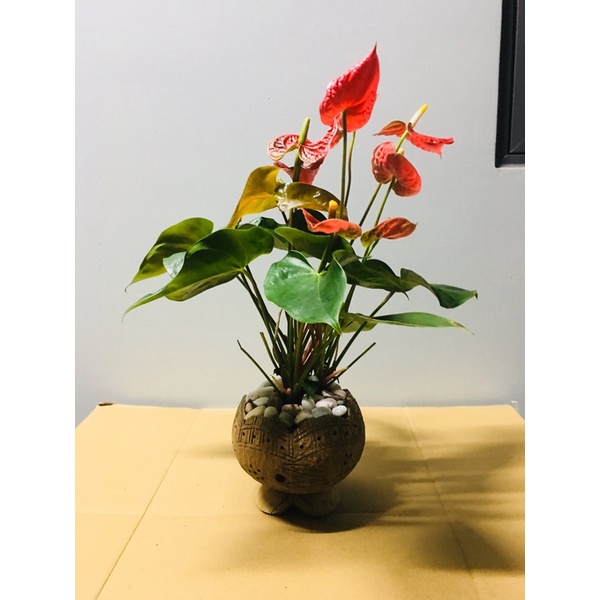 5 chậu gáo dừa miêng trơn, hoa văn có đế