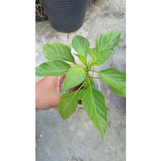 Cây giống ớt cuti Peter hàng ươm vỉ