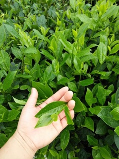 500g chè nõn tôm tân cương
