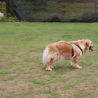 DÂY DẮT CHÓ LỚN ALASKA ,HUSKY , BECGIE ...TỪ 15kg-40kg