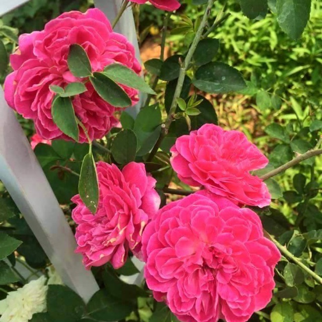 Hồng leo tường vi