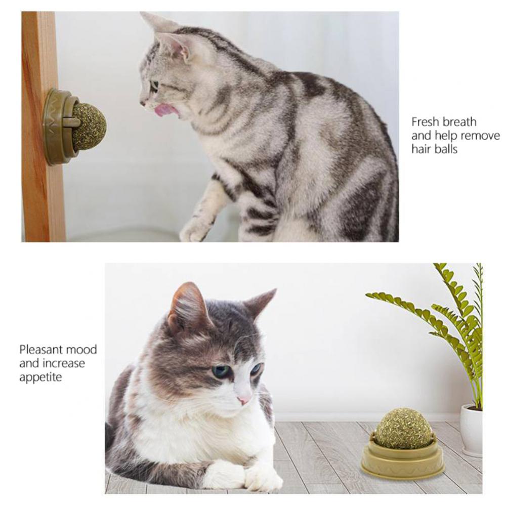 Bóng Catnip Bạc Hà Đồ Chơi Gắn Tường Kèm Hộp Đựng