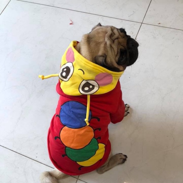 Áo cho thú cưng