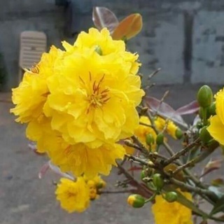 CÂY MAI VÀNG GHÉP ĐẠI LỘC