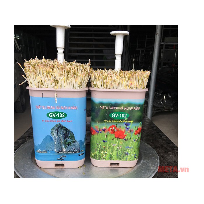 Thùng làm giá đỗ Bách Khoa 102