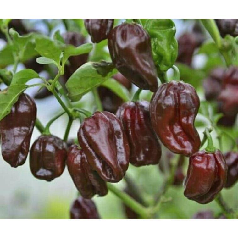 ( nhập khẩu mỹ ) 5h hạt giống ớt habanero chocolate cay nhất thế giới khuyen mai