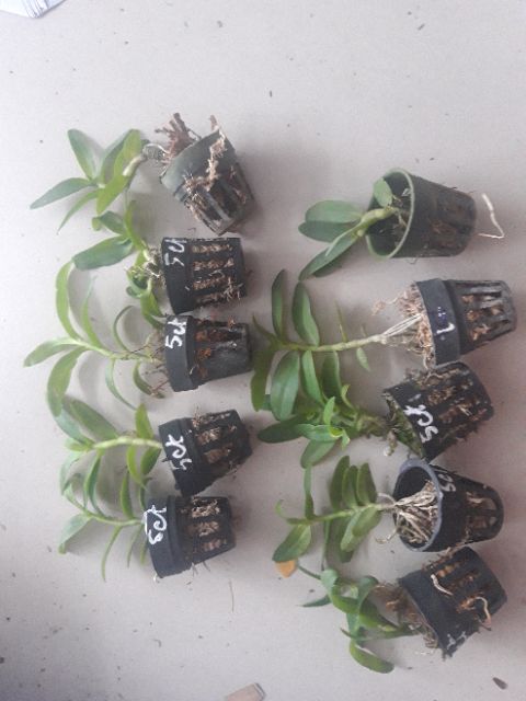 Phi điệp Phú Thọ gieo hạt