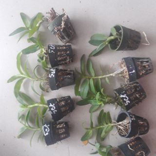 Phi điệp Phú Thọ gieo hạt