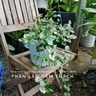 Thằn lằn... giống mới