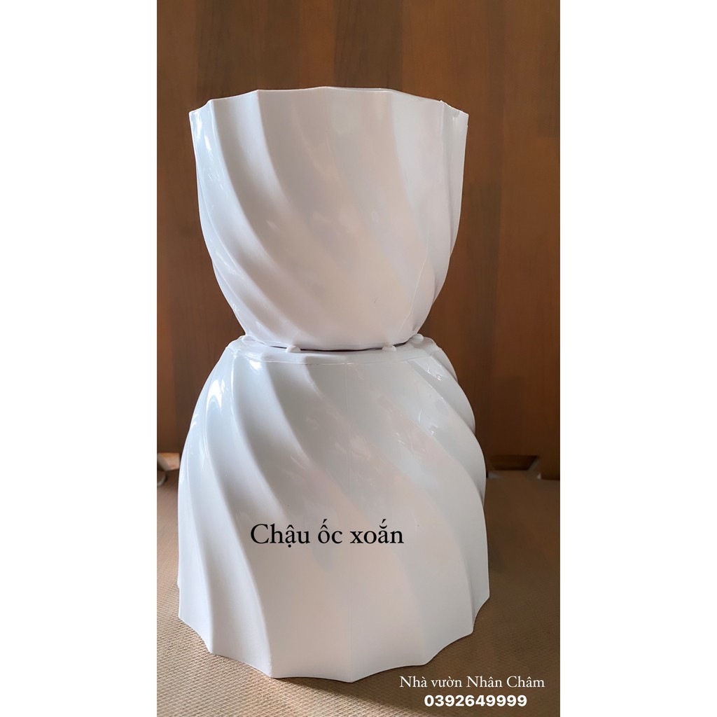 Chậu ốc xoắn dùng để trồng cây.