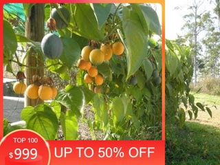 Combo 02 cây chanh leo vàng ngọt colombia giống, siêu quả siêu ngọt, giống chuẩn