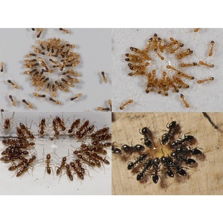 Bột phấn đuổi kiến