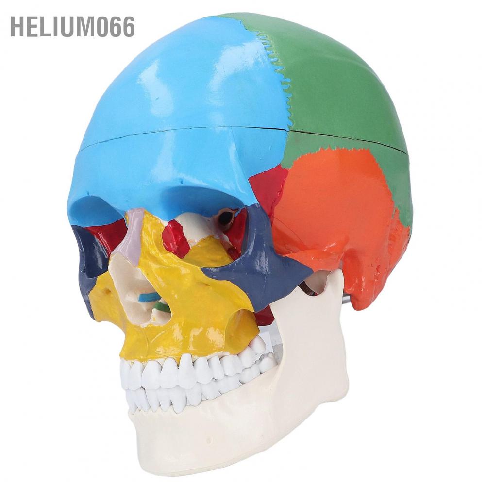 Mô Hình Hộp Sọ Người 3 Phần Với Bảng Màu Sắc Dành Cho Giảng Dạy Và Dạy Học Helium066